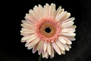 gerbera flor con agua soltar foto