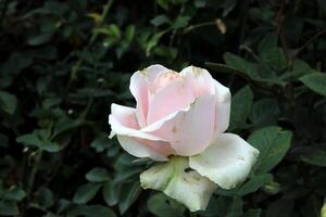 pink rose in the garden, beautiful rose flower photo