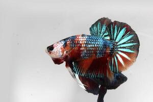 Beautiful short tail fancy betta fish on white background photo