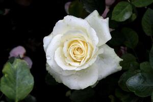 blanco rosa, hermosa blanco Rosa foto