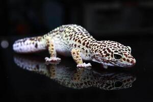 a cute-faced leopard gecko photo