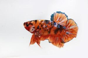 Beauty and bold betta fish, betta splenden, siamese fighting fish photo