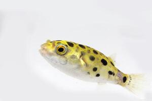 green spotted puffer fish, freshwater puffer fish photo