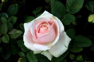 hermosa blanco Rosa con rosado labio foto