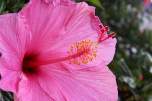 cerca arriba de un rosado hibisco flor foto