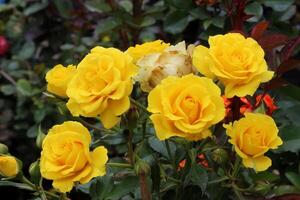 yellow roses in the garden photo