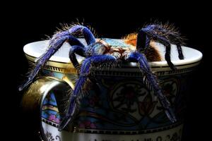 beautiful and scary a greenbottle Blue Tarantula on black glass . Tarantula Greenbottle Blue Tarantula ,chromatopelma cyaneopubescens photo