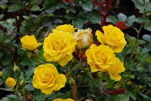 yellow roses in the garden photo