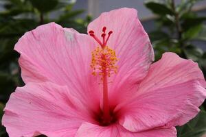 cerca arriba de un rosado hibisco flor foto