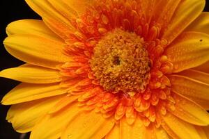 gerbera flower with water drop photo