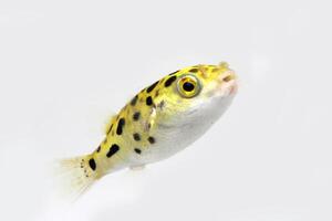 green spotted puffer fish, freshwater puffer fish photo