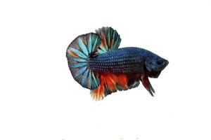 Beauty and bold betta fish, betta splenden, siamese fighting fish photo