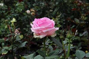 Beautiful white rose with pink lip photo