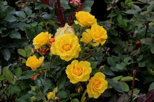 yellow roses in the garden photo