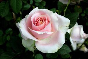 hermosa blanco Rosa con rosado labio foto