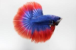 Beautiful fancy betta fish on white background photo