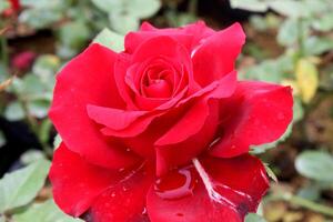 red roses, local red roses photo