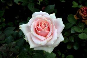 Beautiful white rose with pink lip photo