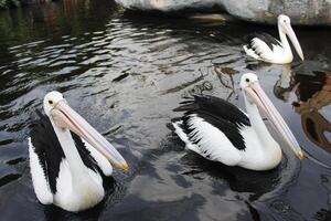 a group of pelicans swimming in the pond chasing fish photo