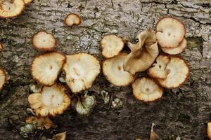 mushrooms on the death tree log photo