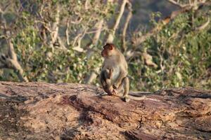 Bonnet Macaque Monkey in Nature photo