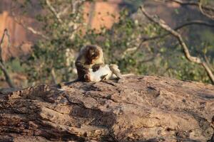 Bonnet Macaque Monkeys in Nature photo