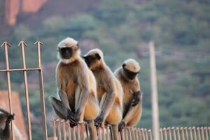 Langur Monkeys in Nature photo