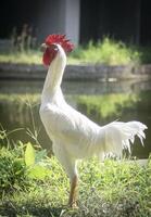 standing white rooster photo