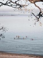 un familia de patos Relajado en un calma lago foto