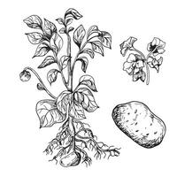 Bush of potato vector illustration isolated on white. Bush of root vegetable ink outline hand drawn. Tuber potato black white silhouette. For design menu, wrapping, ingredients of recipe, packaging.