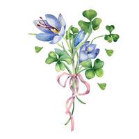 Clover and crocus bunch with ribbon watercolor illustration isolated on white. Painted green shamrock. Irish lucky symbol hand drawn. Design element for St.Patricks day postcard, banner, Easter card vector