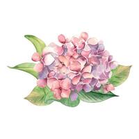 Watercolor illustration of pink hydrangea and leaves isolated on white. Painted flowers in gentle colors. Wedding elements with light flowers. Design Easter card, mothers day, floral package vector