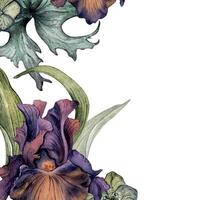 acuarela púrpura iris flor y hojas aislado en blanco. gótico floral frontera mano dibujado. oscuro botánico Boda decoración en Clásico estilo. elemento para invitación, paquete, tarjeta, impresión vector