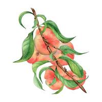 Branch flat peaches, green leaves watercolor illustration isolated on white. Painted chines peaches. Fruit tree, fruitage hand drawn. Design for package, poster, label jam, cosmetic, juice, oil vector