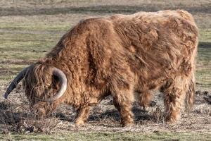 brown highland cattle grazing in the winter sun photo