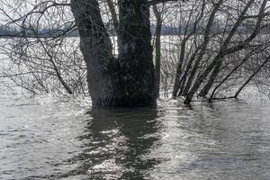 arboles en el inundado orilla del río en el iluminar desde el fondo foto