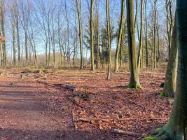 unleafy forest in spring photo