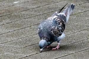 pigeon eats on the paving stones photo