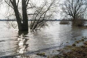 trees on the flooded riverbank in the backlight photo