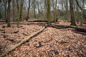 unkempt forest with uprooted trees photo