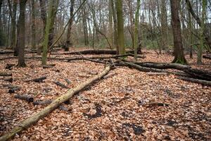 desaliñado bosque con desarraigado arboles foto