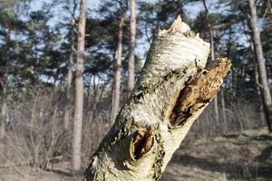 Part of a birch trunk in the sun in the forestv photo