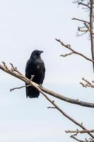 negro cuervo en un rama foto