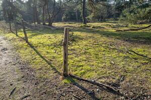 fenced cattle meadow in the sun photo