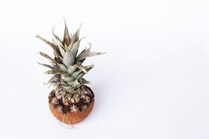Fresh pineapple and coconuts on white background photo