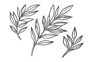 hand drawn vector plants, brunch of flowers, sketch of leaves, herbs, grass, inked silhouette of leaves, monochrome illustration isolated on white background