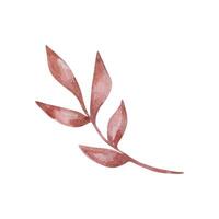 Dark beige watercolor elegant branch with leaves vector