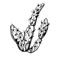 Hand drawn ink vector illustration, nature tropical exotic desert plant succulent cactus aloe agave leaves. Single object isolated white background. Design travel, vacation, brochure, print, botanical