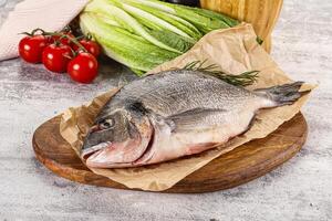 Raw dorada fish served rosemary photo