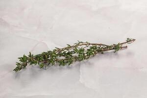 Thyme - aromatic seasoning herbal plant photo